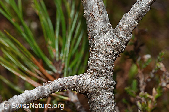 Foto: Bergföhre (Pinus mugo). Stämmchen und Äste.