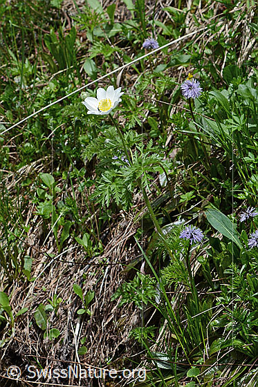 Foto: Weisse Alpen-Anemone (Pulsatilla alpina). Ganze Pflanze (Habitus).