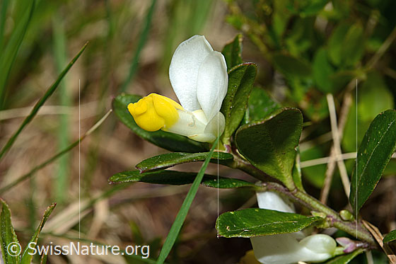 Foto: Buchsblättrige Kreuzblume (Polygala Chamaebuxus). Blüte und Blätter.