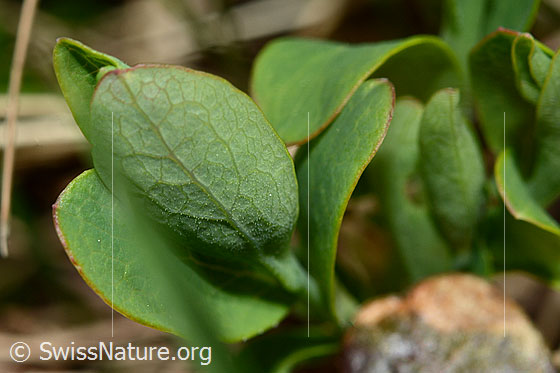 Foto: Buchsblättrige Kreuzblume (Polygala Chamaebuxus). Blattunterseite.