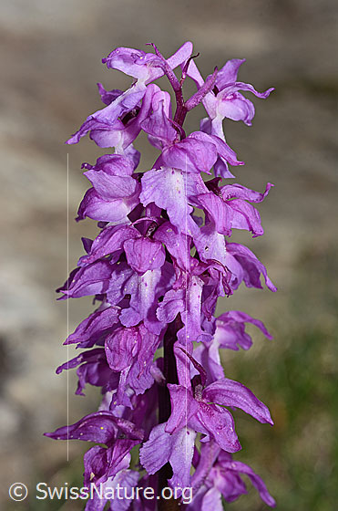 Photo: Orchis mascula. Inflorescence.