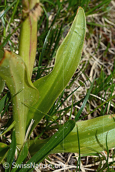 Foto: Männliches Knabenkraut (Orchis mascula). Blätter.