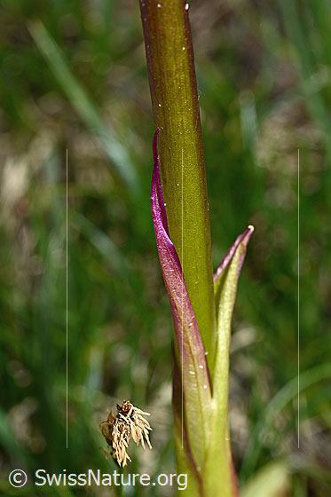 Foto: Männliches Knabenkraut (Orchis mascula). Hochblätter und Stängel.