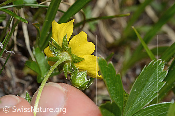 Foto: Gold-Fingerkraut (Potentilla aurea). Stängel und Unterseite der Blüte.