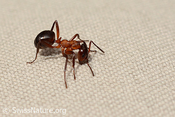 Photo: Probably Formica exsecta. Length 4 - 7.5mm. View from the side.