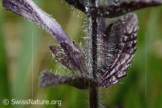 Foto: Alpenhelm (Bartsia alpina). Stängel und Blätter (Blattoberseite).