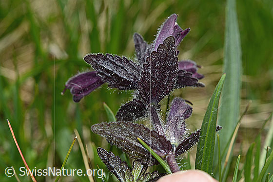 Foto: Alpenhelm (Bartsia alpina). Stängel und Blätter (Blattunterseite).