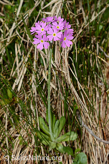 Foto: Mehl-Primel (Primula farinosa). Ganze Pflanze (Habitus).
