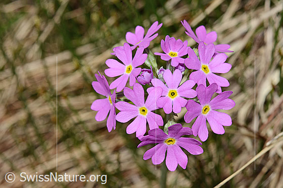 Foto: Mehl-Primel (Primula farinosa). Blüten.