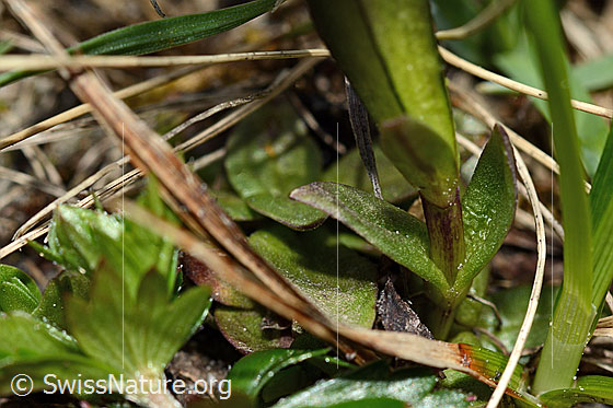 Foto: Frühlings-Enzian (Gentiana verna). Stängel und Blätter.