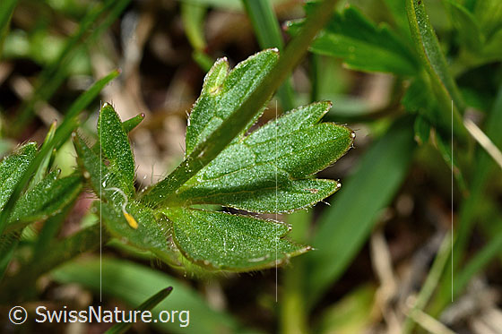 Foto: Berg-Hahnenfuss (Ranunculus montanus). Blattoberseite und Stängel.