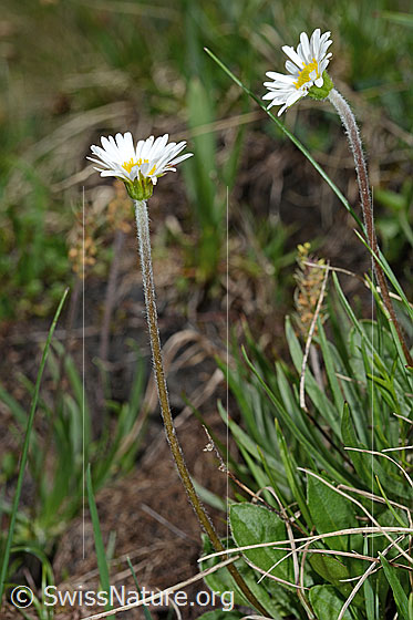 Foto: Alpenmasslieb (Aster bellidiastrum). Ganze Pflanze. Ansicht von der Seite.