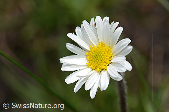 Foto: Alpenmasslieb (Aster bellidiastrum. Blüte.