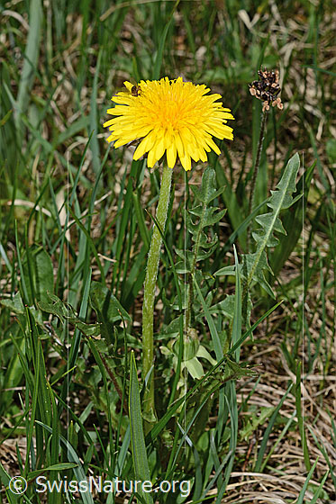 Photo: Taraxacum officinale. Whole plant (habiti).