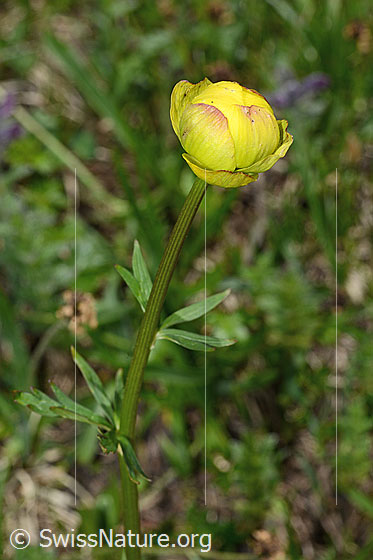 Foto: Trollblume (Trollius europaeus). Ganze Pflanze (Habitus).