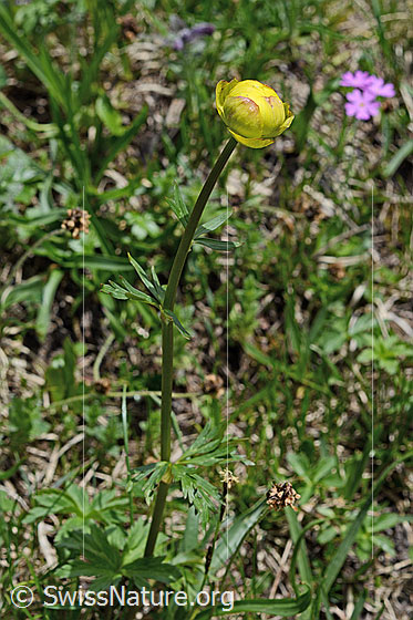 Foto: Trollblume (Trollius europaeus). Ganze Pflanze (Habitus).