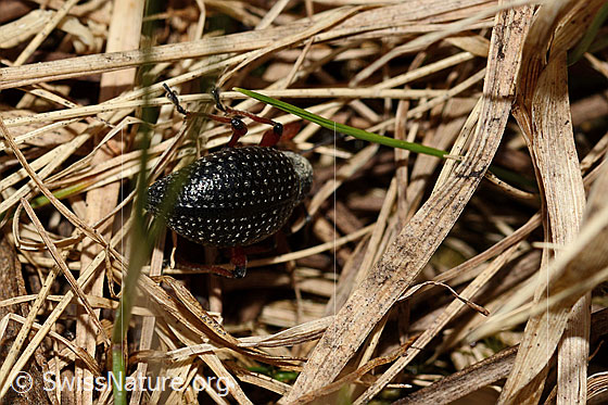 Foto: Schwarzer Rüsselkäfer (Otiorhynchus coecus). Länge 12mm. Ansicht von hinten.