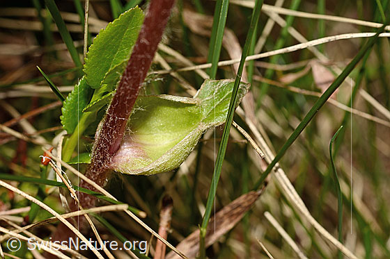 Photo: Homogyne alpina. Stem and Stem leaf.