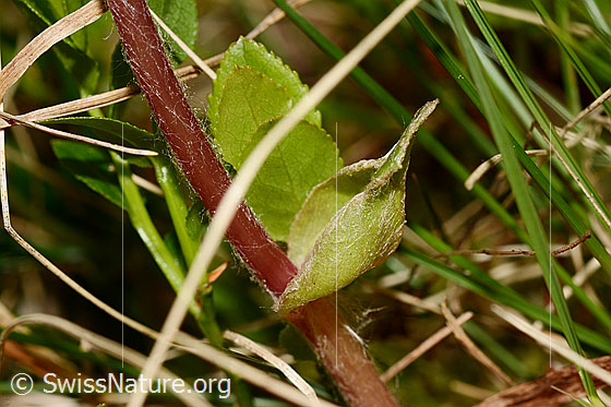 Photo: Homogyne alpina. Stem and Stem leaf.