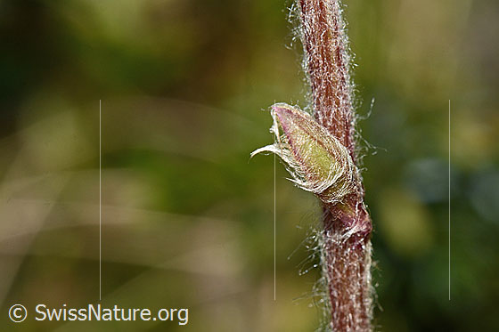 Photo: Homogyne alpina. Stem and shoot of a stem leaf.