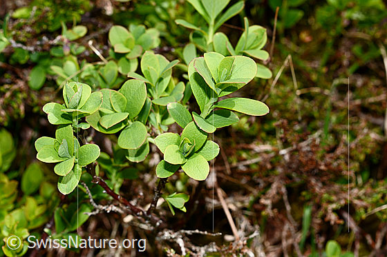 Photo: Vaccinium myrtillus. Fresh leaves. Leaf top.