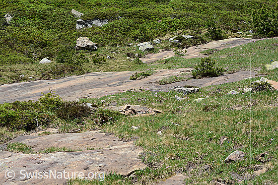 Photo: Extensively used, slightly sloping and south-facing alpine pasture.