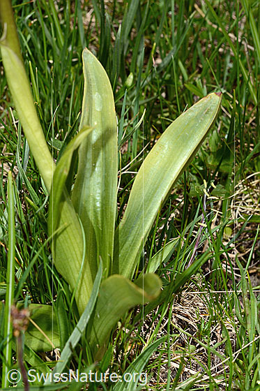 Foto: Männliches Knabenkraut (Orchis mascula). Stängel und Blätter.