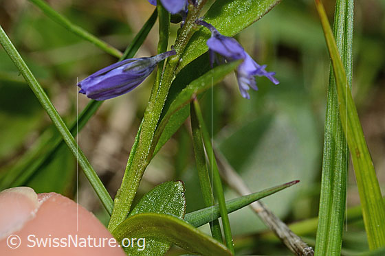 Foto: Voralpen-Kreuzblume (Polygala alpestris). Stängel.