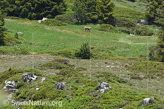 Foto: Gämse (Rupicapra rupicapra). Unterwegs im Lebensraum.