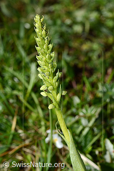 Foto: Weisszunge (Pseudorchis albida). Blütenstand. Blüten noch geschlossen.