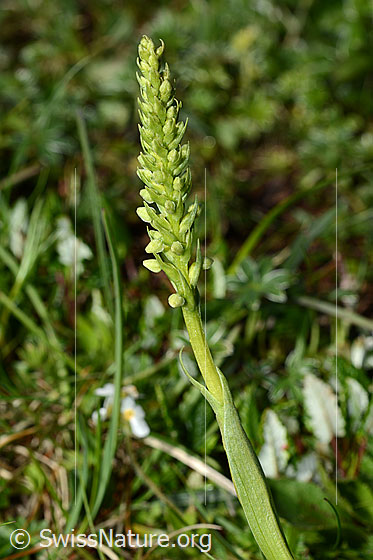 Foto: Weisszunge (Pseudorchis albida). Ganze Pflanze (Habitus). Blüten noch geschlossen.