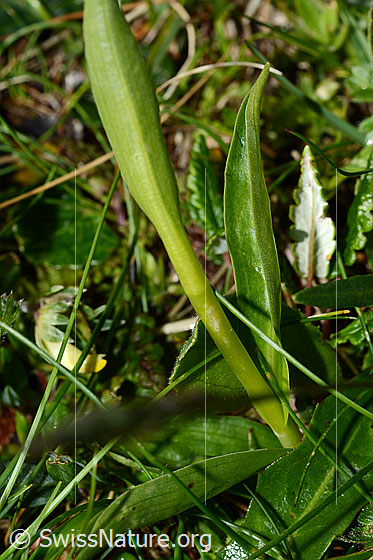 Foto: Weisszunge (Pseudorchis albida). Blätter.
