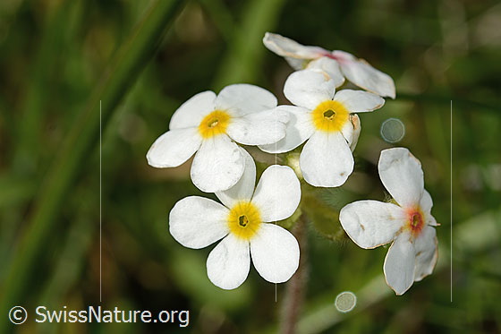 Foto: Bewimperter Mannsschild (Androsace chamaejasme). Blüten.