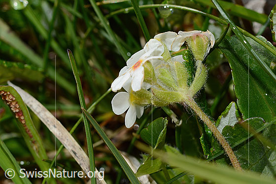 Foto: Bewimperter Mannsschild (Androsace chamaejasme). Blüten und Kelche. Ansicht von unten.