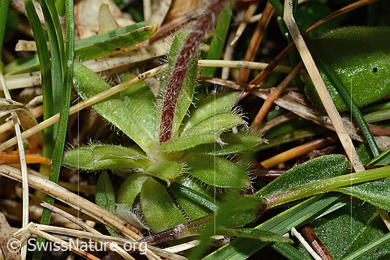 Foto: Bewimperter Mannsschild (Androsace chamaejasme). Blattrosette und Stängel.