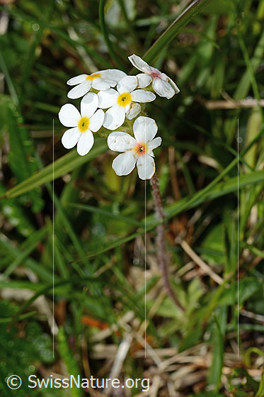 Foto: Bewimperter Mannsschild (Androsace chamaejasme). Ganze Pflanze (Habitus).