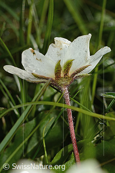 Photo: Dryas octopetala. Blossom, calyx and stem. View from diagonally below.