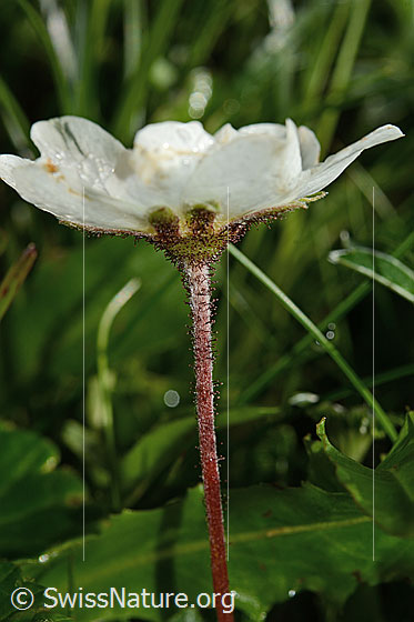 Photo: Dryas octopetala. Blossom, calyx and stem. View from the side.