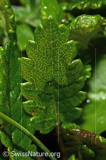 Photo: Dryas octopetala. Leaf top.