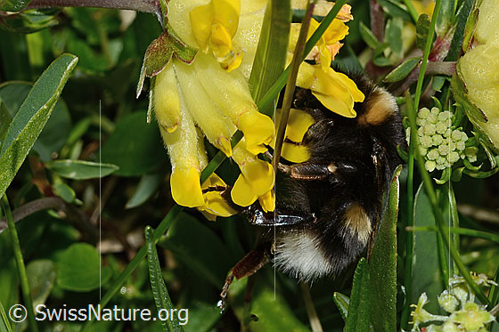Photo: Probably Bombus lucorum on Anthyllis vulneraria ssp. Alpestris. Length 9 - 16mm. View from the side.
