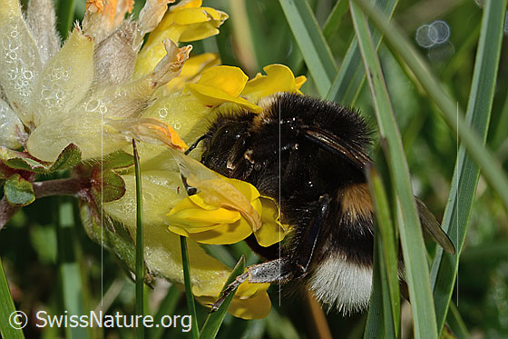 Foto: Wahrscheinlich Hellgelbe Erdhummel (Bombus lucorum) an Alpen-Wundklee (Anthyllis vulneraria ssp. alpestris). Länge 9 - 16mm. Ansicht von der Seite.