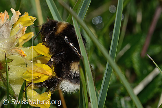 Photo: Probably Bombus lucorum on Anthyllis vulneraria ssp. Alpestris. Length 9 - 16mm. View from the side.