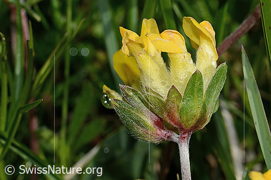 Photo: Anthyllis vulneraria ssp. Alpestris. Blossoms. View from above.