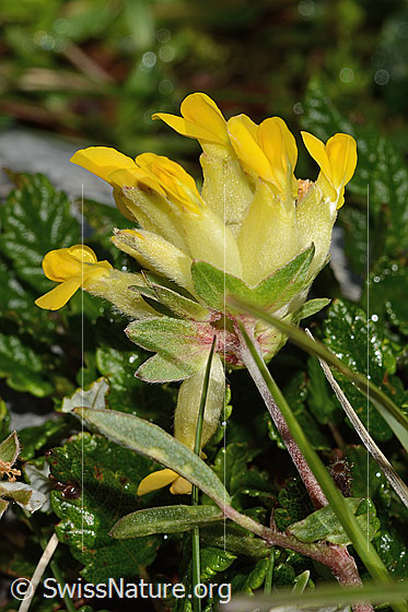 Foto: Alpen-Wundklee (Anthyllis vulneraria ssp. alpestris). Blüten, Hüllblätter und Stengel. Ansicht von unten