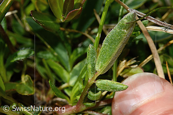 Photo: Anthyllis vulneraria ssp. Alpestris. Leaf underside.