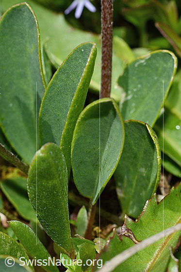 Photo: Anthyllis vulneraria ssp. Alpestris. Leaves. Leaf top.