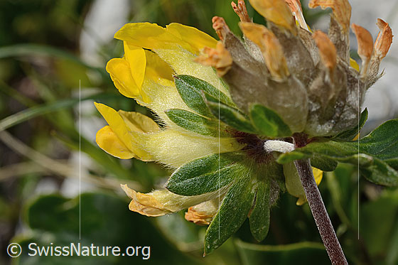 Photo: Anthyllis vulneraria ssp. Alpestris. Bracts and stem.