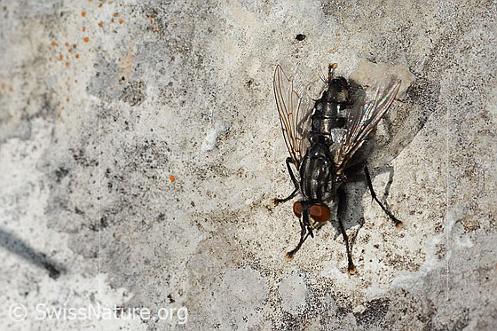 Photo: Probably Sarcophaga carnaria. Length 13mm. View from diagonally above.