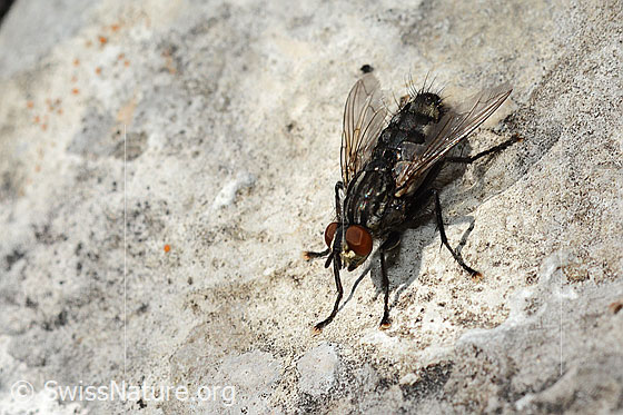 Photo: Probably Sarcophaga carnaria. Length 13mm. View diagonally from the front.