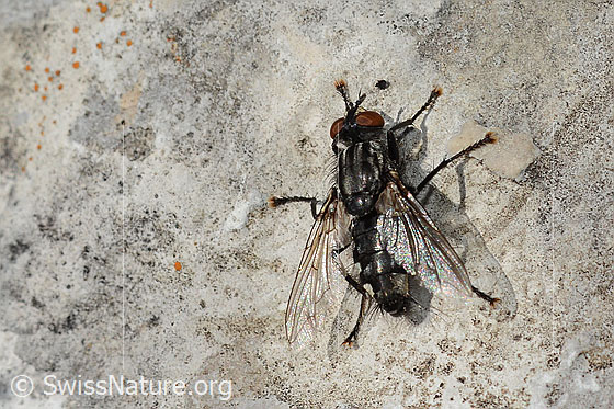 Photo: Probably Sarcophaga carnaria. Length 13mm. View from above.